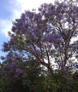 Jacaranda